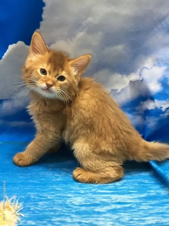 ID：1704-00780の子猫