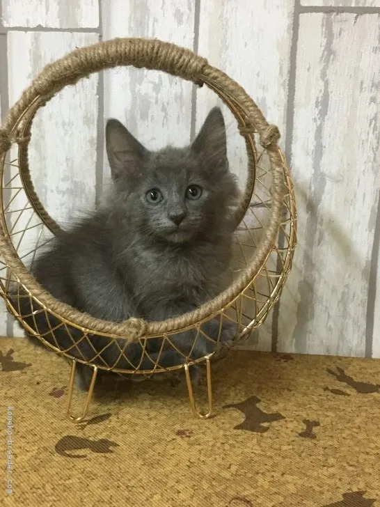 ID:1611-00863の子猫