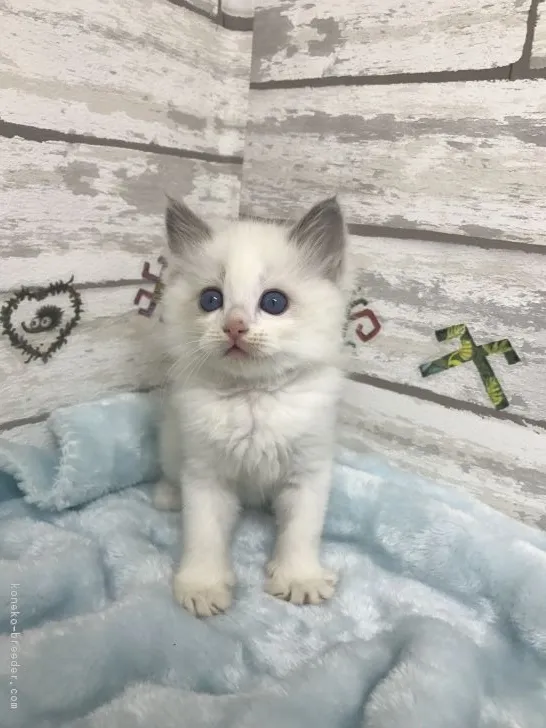 ID：1711-00955の子猫