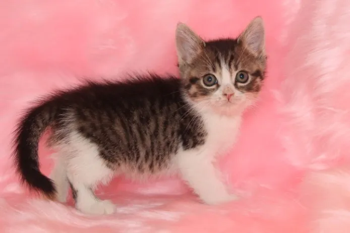 ID：1210-00134の子猫