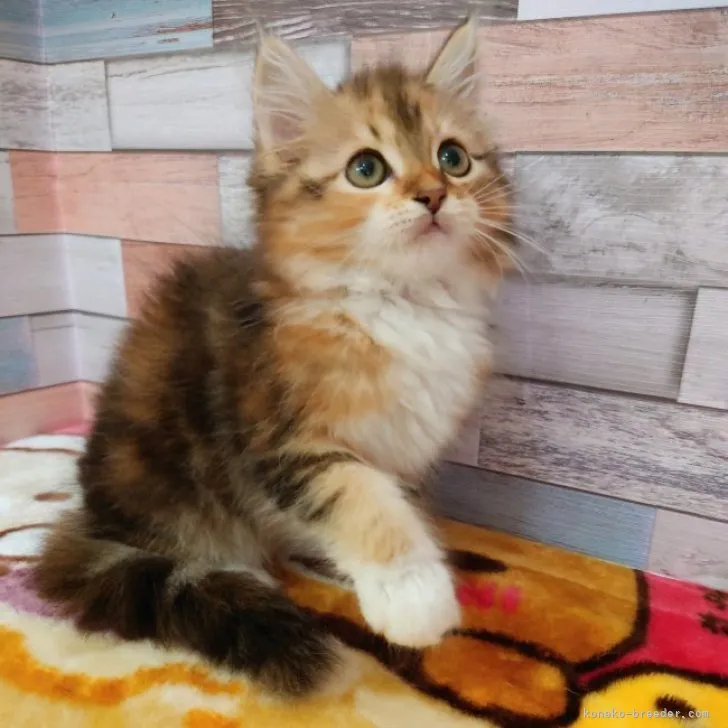 ID：2305-03494の子猫
