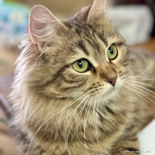 サイベリアン【・女の子・2020年4月30日・ブラウンマッカレルタビー】