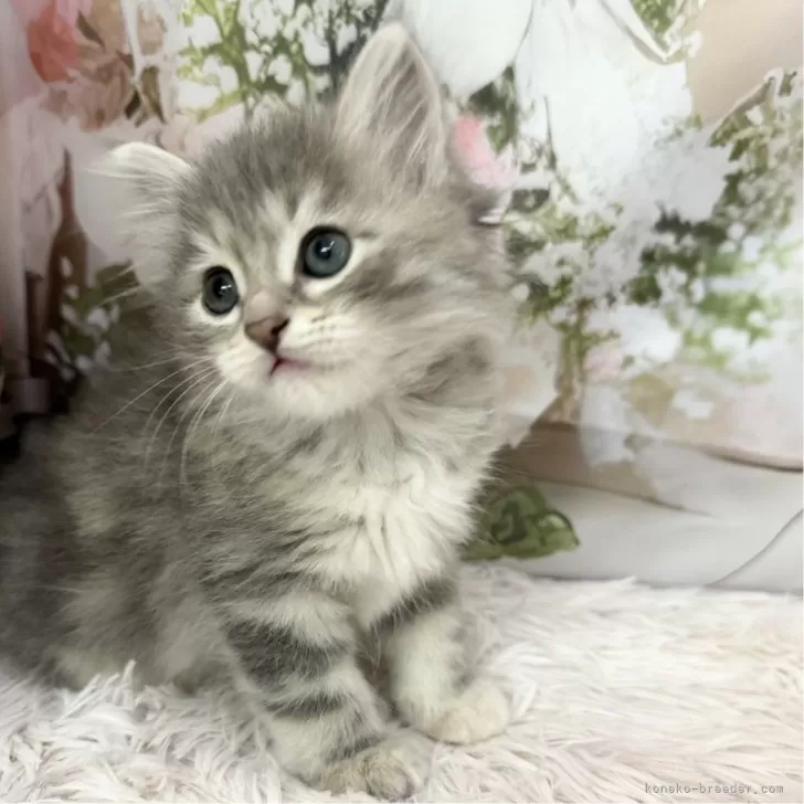 ID：2405-00172の子猫