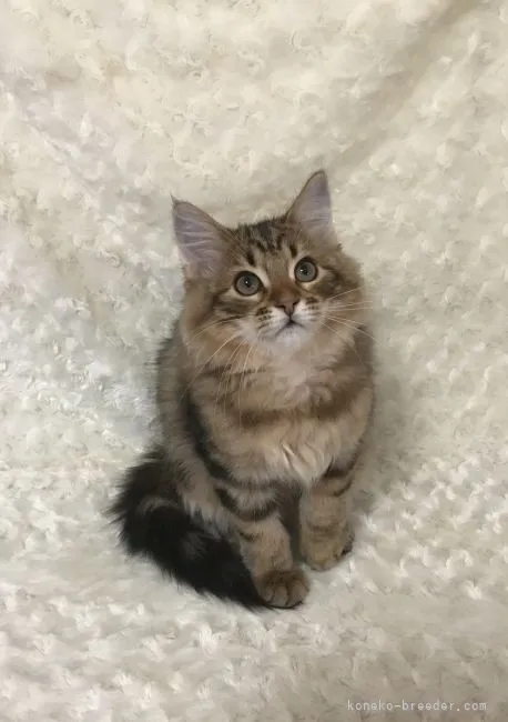 ID:2112-00042の子猫