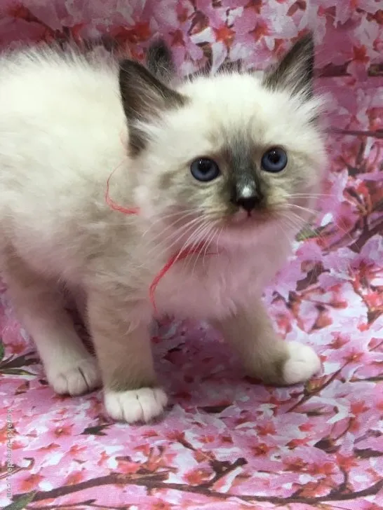 ID:1703-00640の子猫