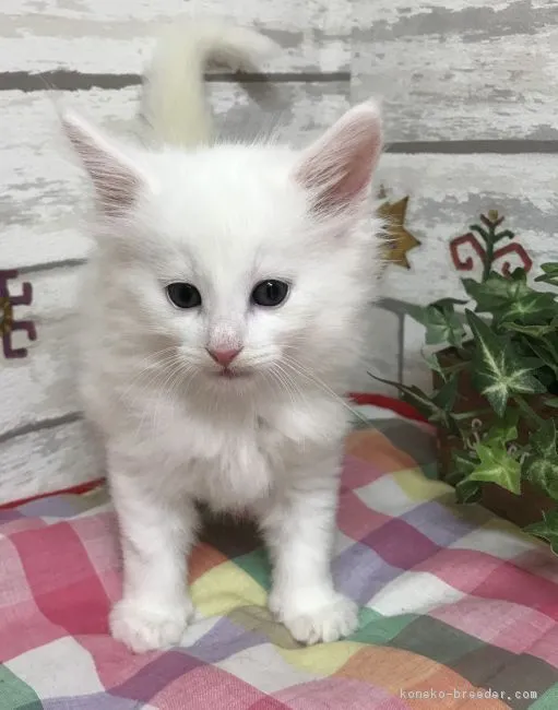 ID:1807-01479の子猫