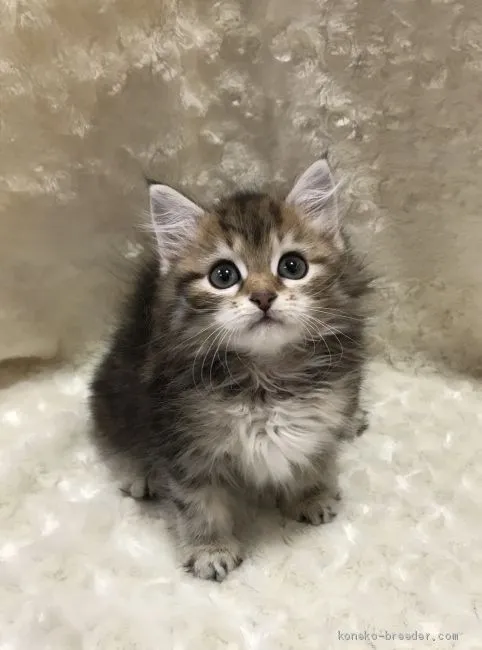 ID：2103-01314の子猫