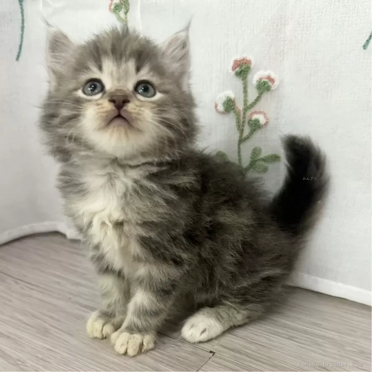 ID:2405-00174の子猫