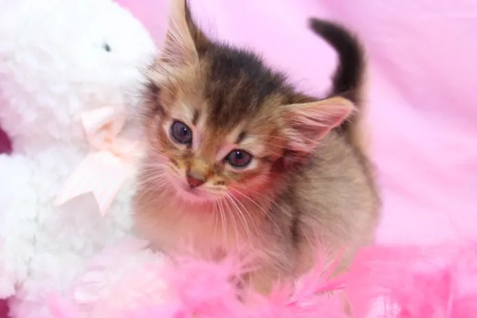 ID：1205-00023の子猫