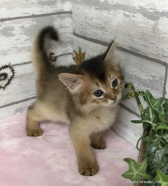 ID：1905-02184の子猫