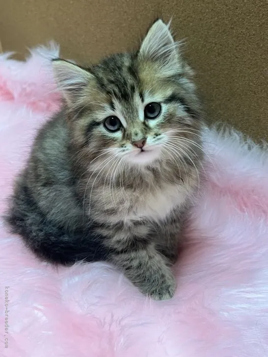 ID:2112-01921の子猫