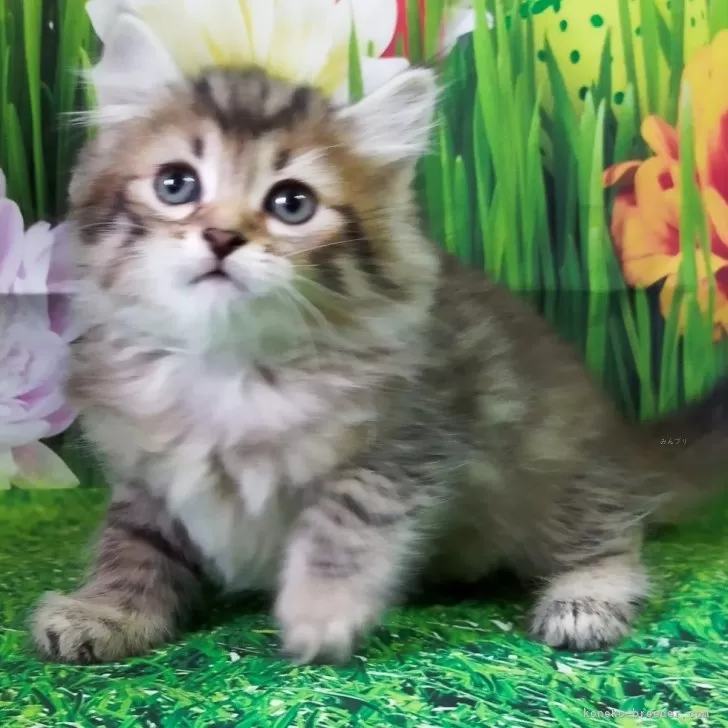 ID:2403-01773の子猫