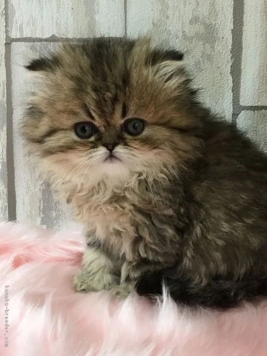 ID:1704-00320の子猫