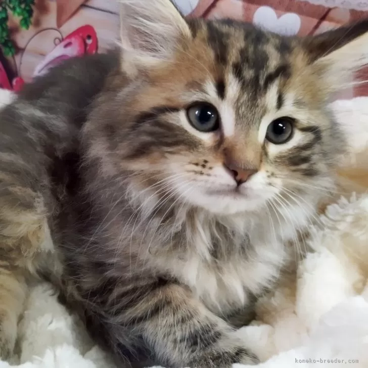 ID:2401-02612の子猫