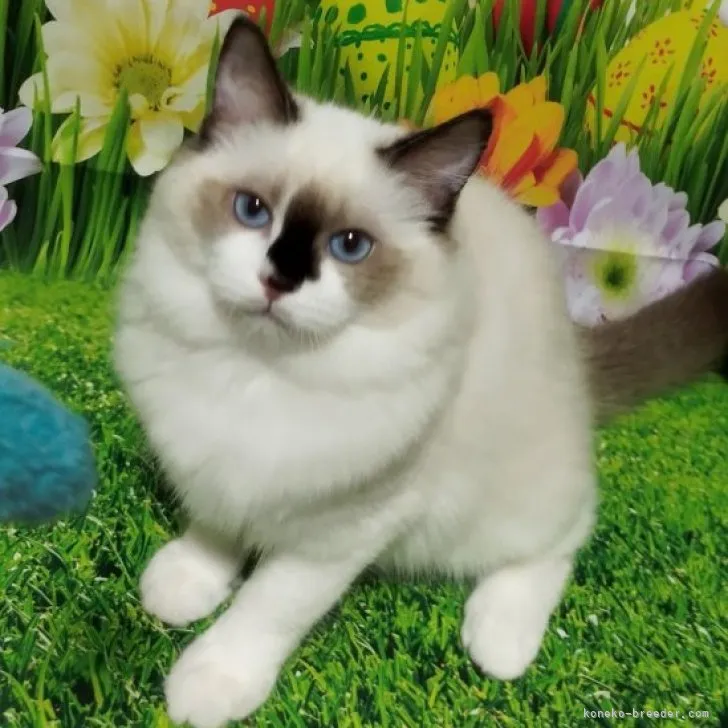 ID:2310-00298の子猫