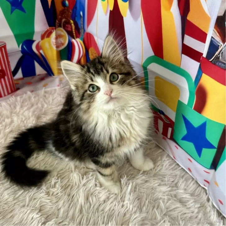 ID：2403-02955の子猫
