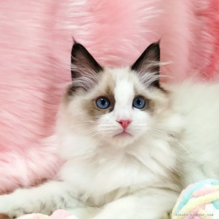 ID：2305-01187の子猫