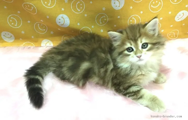 ID：2004-01222の子猫