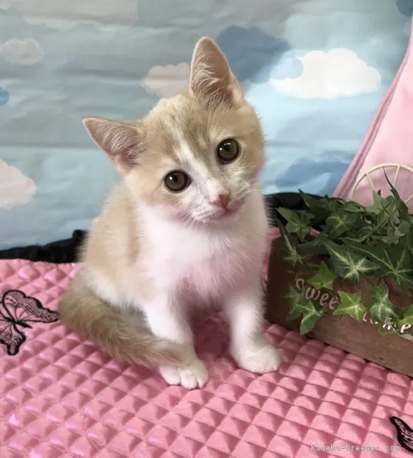 ID：1805-01700の子猫