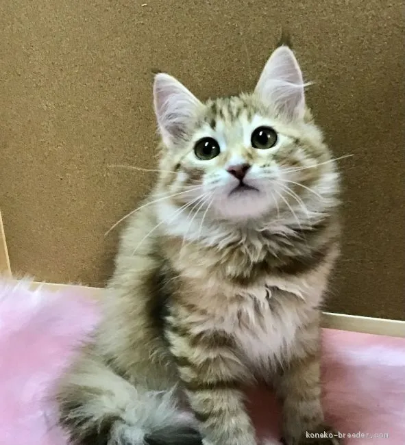 ID：2101-00539の子猫