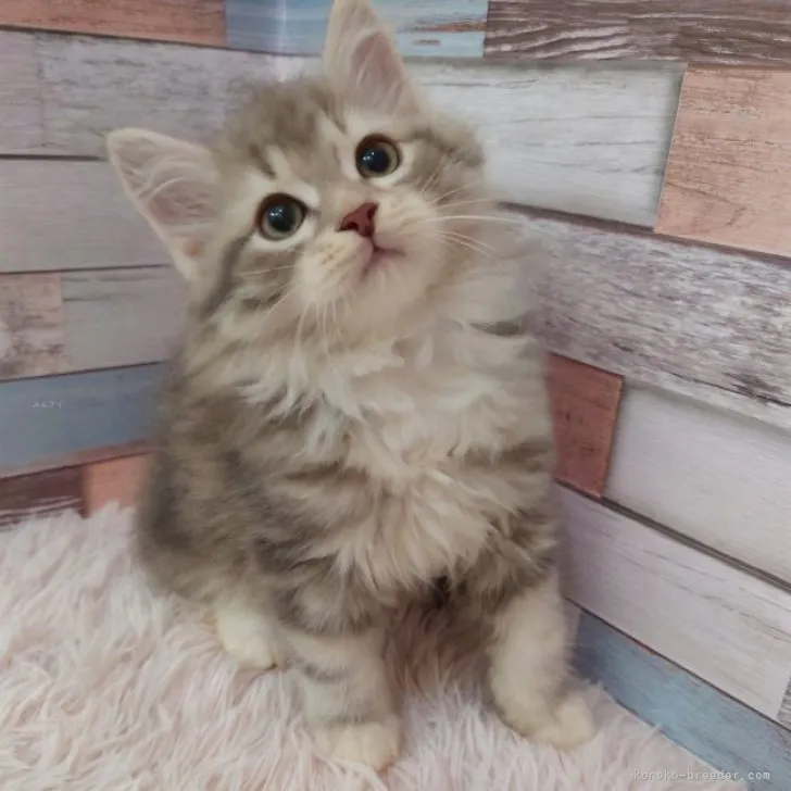 ID:2311-00373の子猫