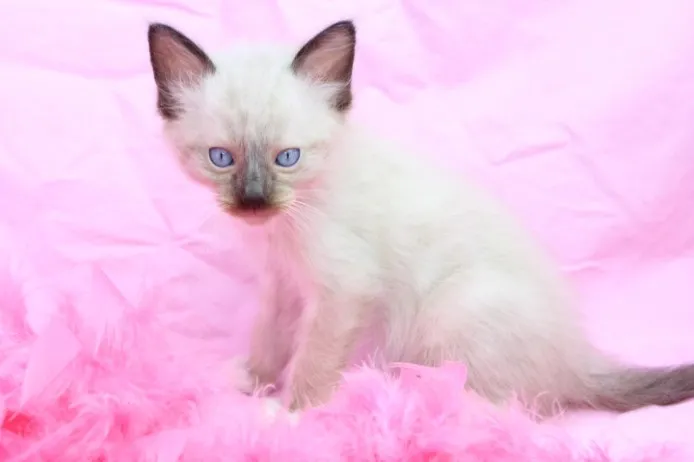 ID:1206-00092の子猫