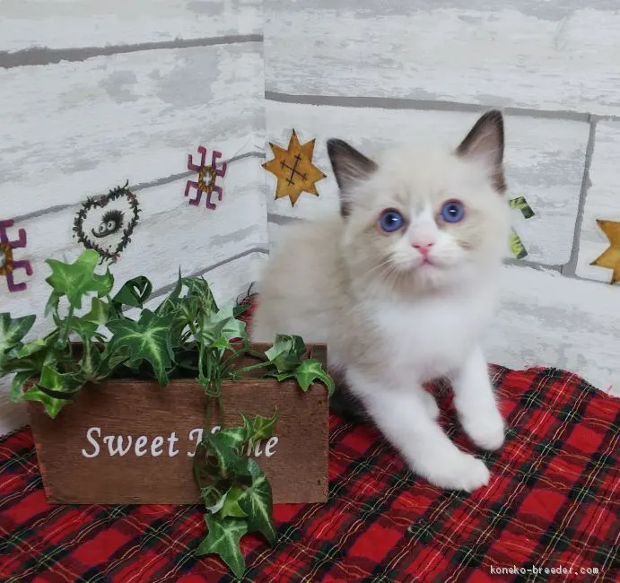 ID：1904-00620の子猫