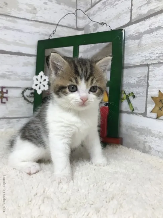 ID：1712-00098の子猫