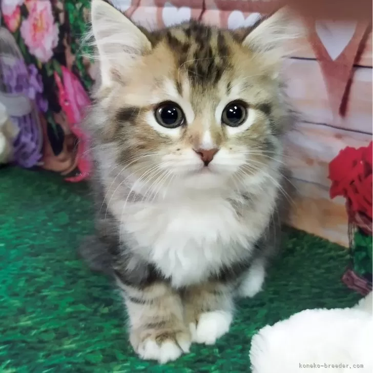 ID:2401-02609の子猫