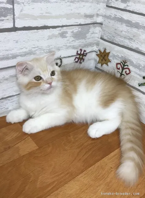 ID：1806-00403の子猫