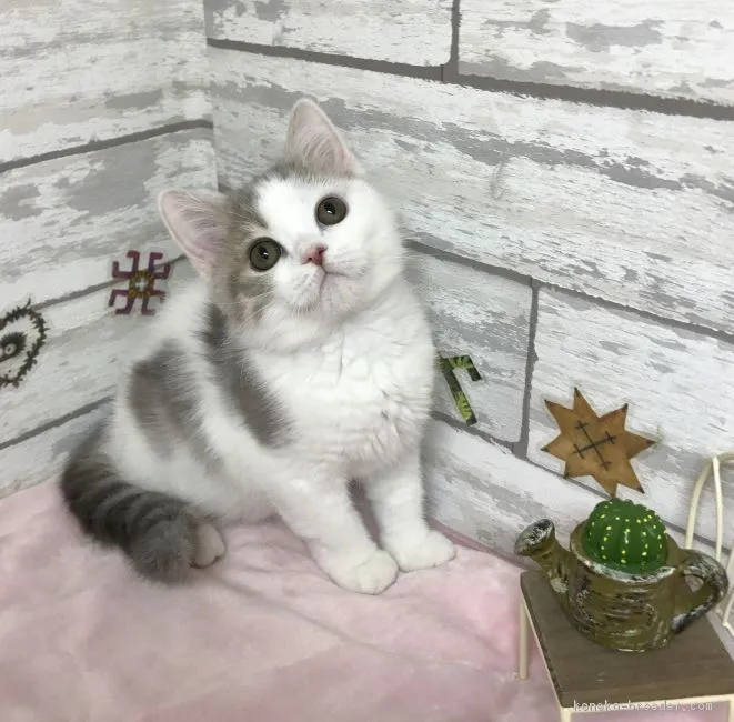 ID:1811-00096の子猫