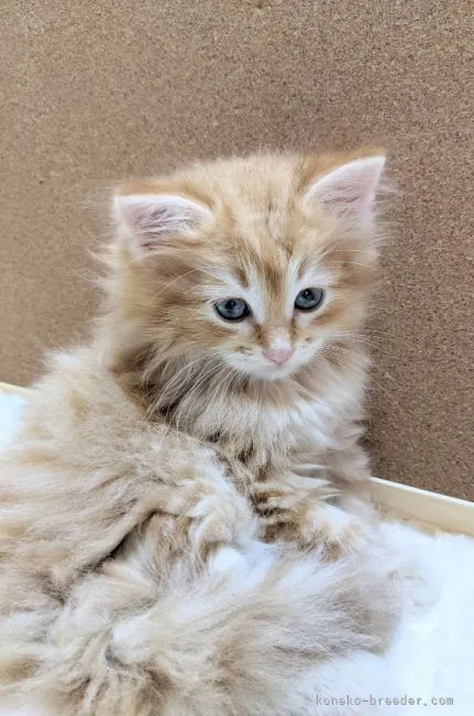 ID：2112-01005の子猫