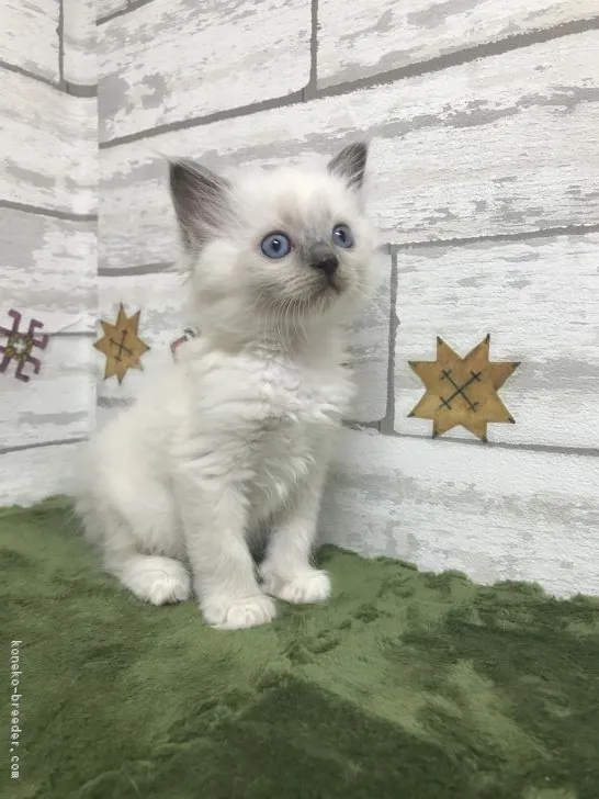 ID:1711-00954の子猫