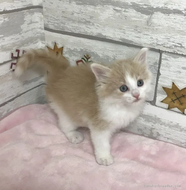 ID：1901-00550の子猫