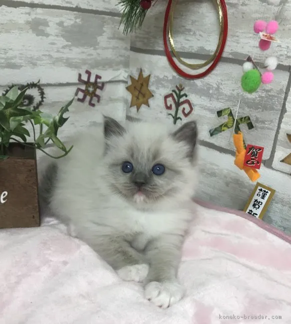 ID：1712-01107の子猫