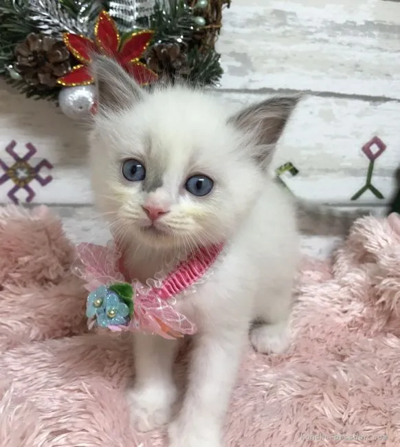 ID:1711-00864の子猫