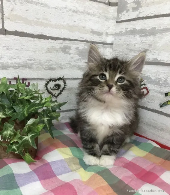 ID:1803-01092の子猫
