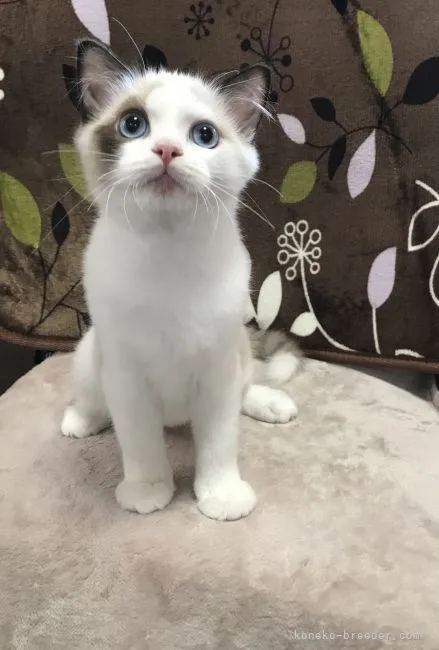 ID:2106-00127の子猫