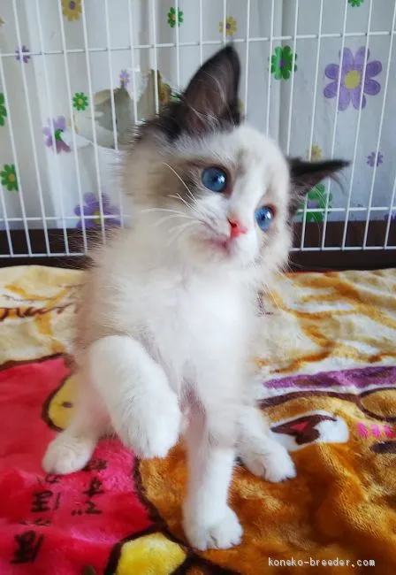 ID：2102-00340の子猫