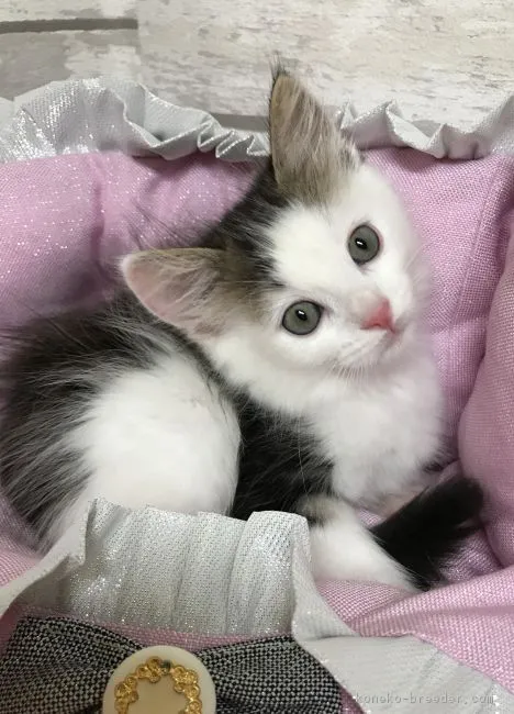ID:1811-00543の子猫