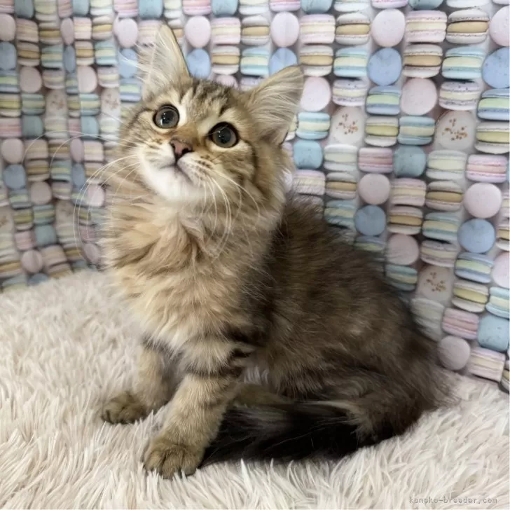 ID:2411-00365の子猫