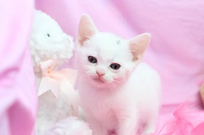 ID:1205-00021の子猫