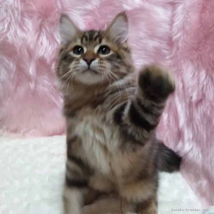 ID:2307-02545の子猫