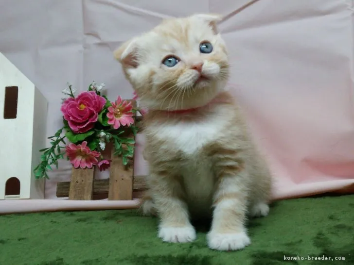 ID:1703-00277の子猫