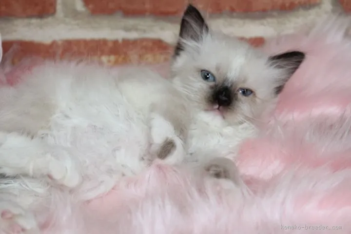 ID:1603-00155の子猫