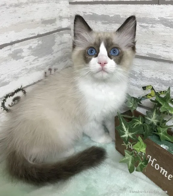 ID:1812-00159の子猫