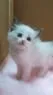 ID：2007-00349の子猫