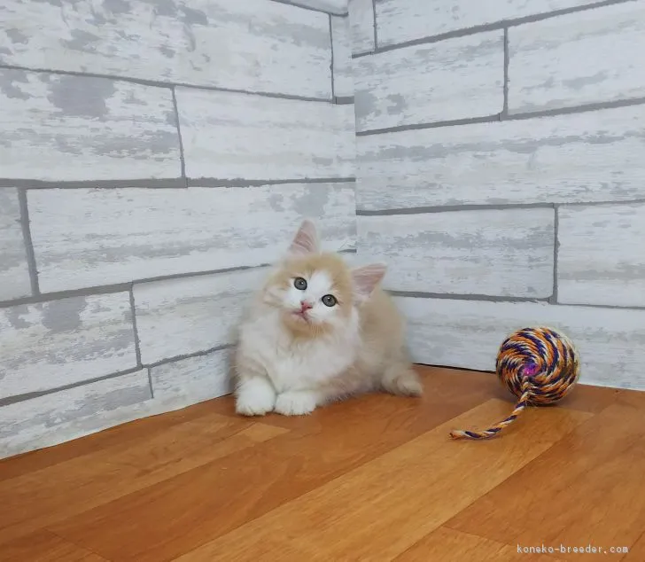ID：1710-00212の子猫