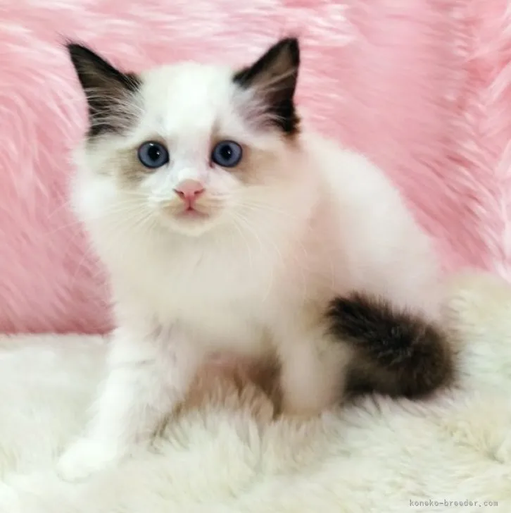 ID：2305-01190の子猫
