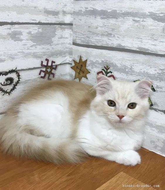 ID:1806-00916の子猫